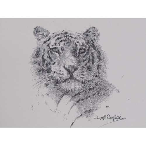 1269 - DAVID SHEPHERD - TWO TIGER PRINTS - ONE FRAMED, SIGNED IN PENCIL - LARGEST 11CM X 16CM