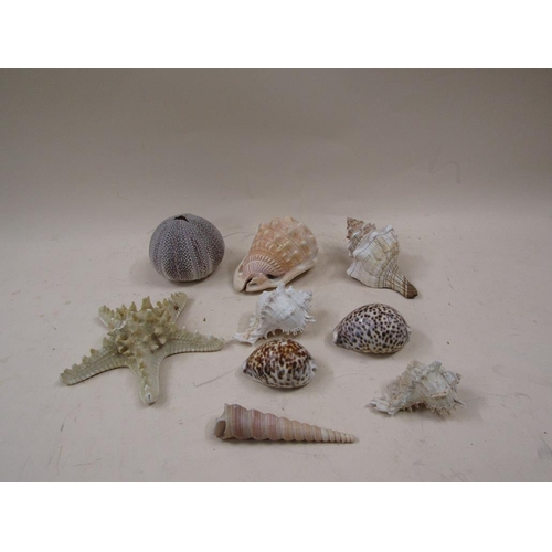 1375 - COLLECTION OF SEASHELLS