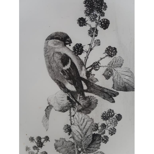 1267 - FINCH EATING BLACKBERRIES - B&W ENGRAVING, F/G, 19CM X 14CM