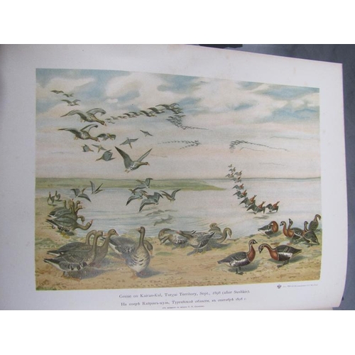 1203 - BOOK - THE GEESE OF EUROPE AND ASIA BY SERGIUS ALPHERAKY, PUBLISHED IN LONDON BY ROLAND WARD, THE JU... 