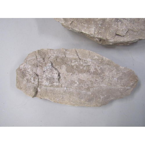 1288 - BOX OF FOSSILS AND SHELLS