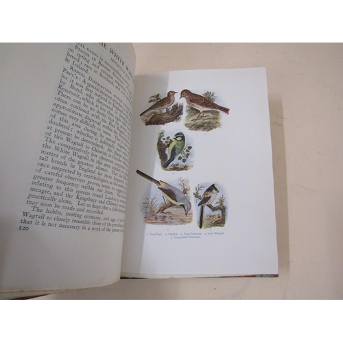 1336 - THE BIRD LIFE OF LONDON BY CHARLES DIXON