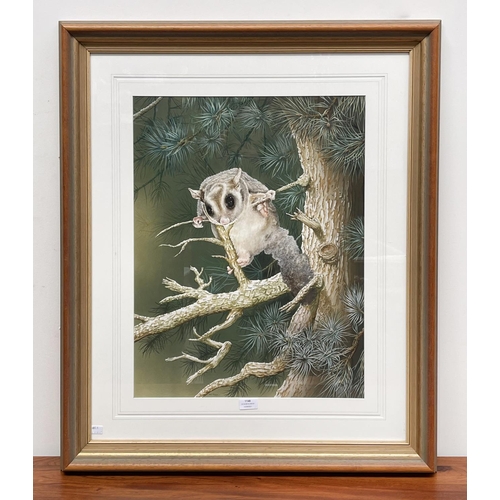 1148 - Tom Fogwill, watercolour & gouache, possum, signed lower left, approx 63cm x 49cm