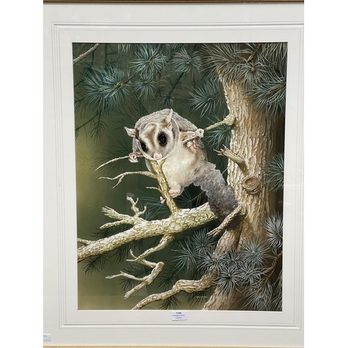 1148 - Tom Fogwill, watercolour & gouache, possum, signed lower left, approx 63cm x 49cm