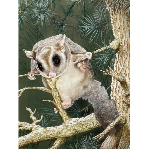 1148 - Tom Fogwill, watercolour & gouache, possum, signed lower left, approx 63cm x 49cm