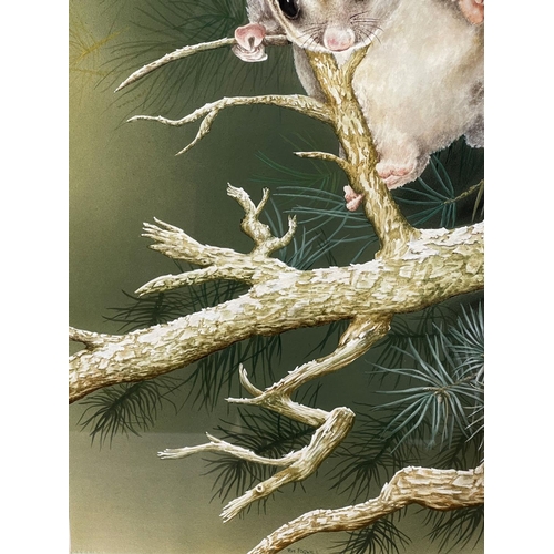 1148 - Tom Fogwill, watercolour & gouache, possum, signed lower left, approx 63cm x 49cm