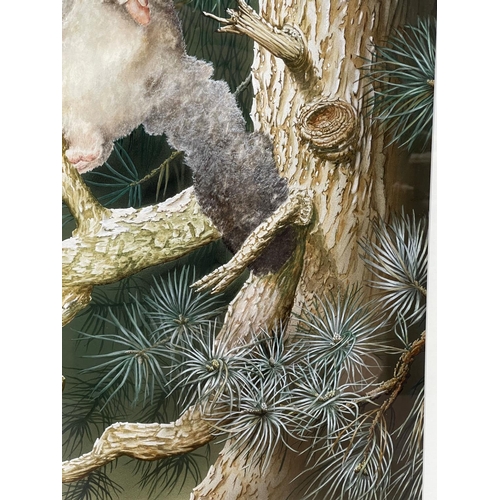 1148 - Tom Fogwill, watercolour & gouache, possum, signed lower left, approx 63cm x 49cm