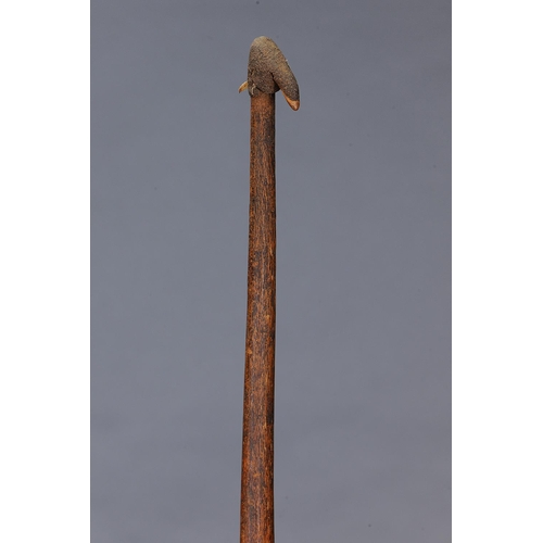 1187 - EARLY LARGE SPEAR THROWER (WOOMERA), KIMBERLEY REGION, WESTERN AUSTRALIA, Carved wood and spinifex r... 