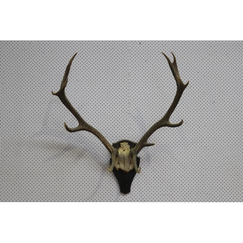 166 - Large old French antlers on backboard, approx 92cm H x 87cm W