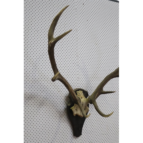 166 - Large old French antlers on backboard, approx 92cm H x 87cm W