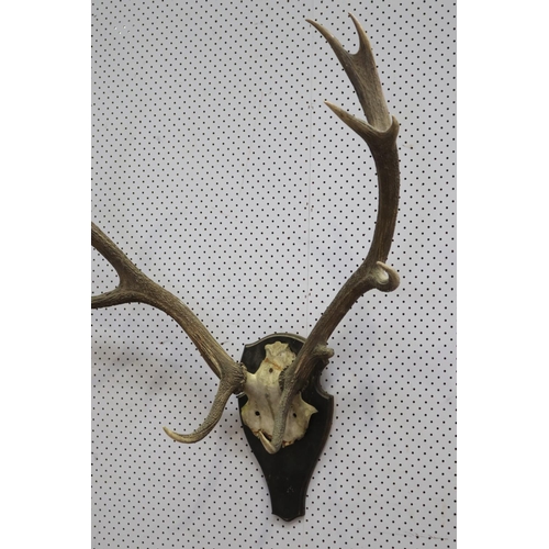 166 - Large old French antlers on backboard, approx 92cm H x 87cm W