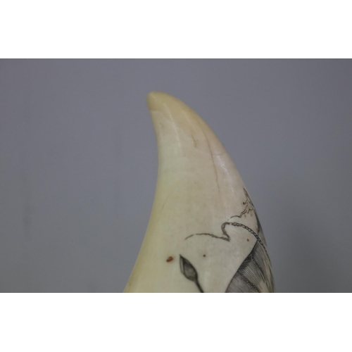 231 - Finely engraved scrimshaw whales tooth, 