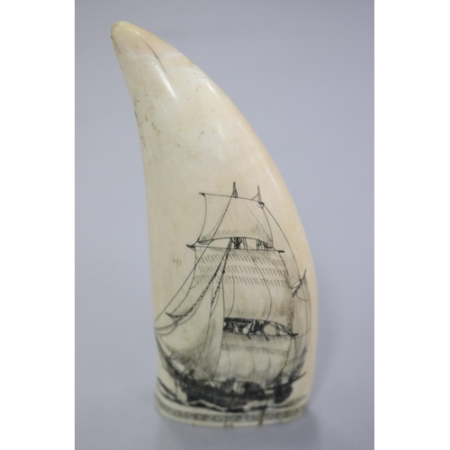 233 - Finely engraved scrimshaw whales tooth, of a three mast ship in full sail, approx 13.5 cm L