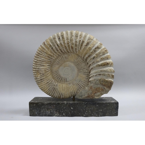 93 - An imposing large fossilized Ammonite Jurassic Period, 200 million years old, Origin North West Afri... 