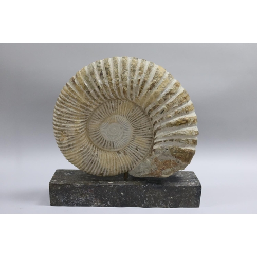 93 - An imposing large fossilized Ammonite Jurassic Period, 200 million years old, Origin North West Afri... 