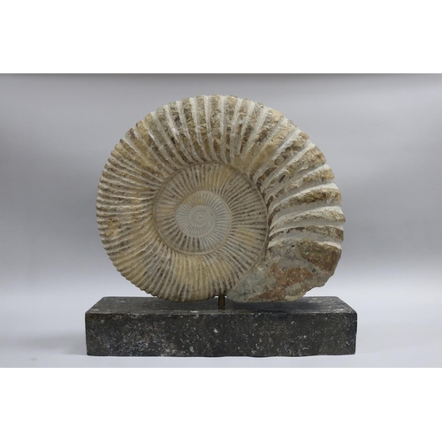 93 - An imposing large fossilized Ammonite Jurassic Period, 200 million years old, Origin North West Afri... 