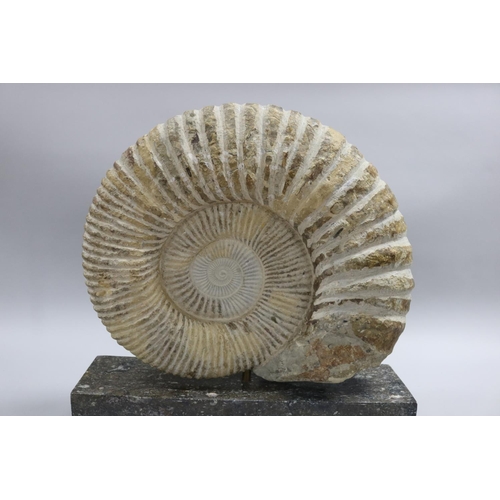 93 - An imposing large fossilized Ammonite Jurassic Period, 200 million years old, Origin North West Afri... 