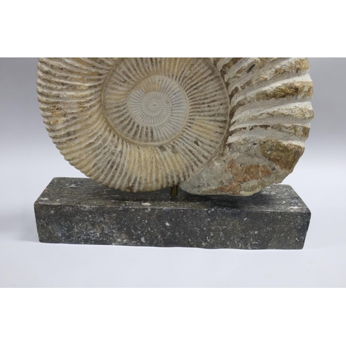 93 - An imposing large fossilized Ammonite Jurassic Period, 200 million years old, Origin North West Afri... 