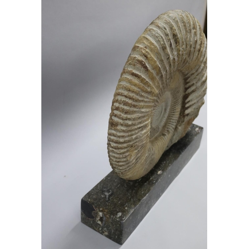 93 - An imposing large fossilized Ammonite Jurassic Period, 200 million years old, Origin North West Afri... 