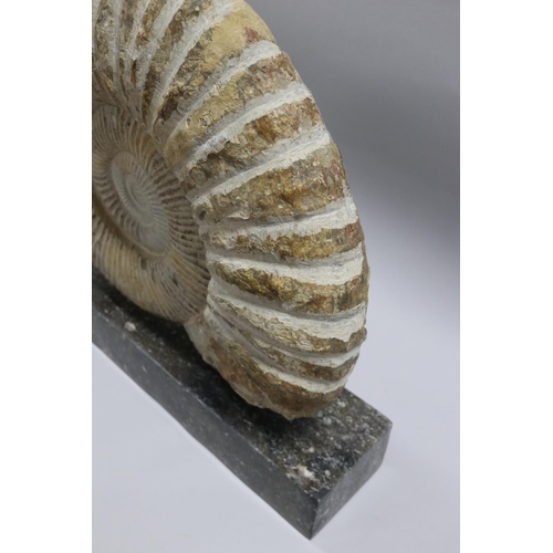 93 - An imposing large fossilized Ammonite Jurassic Period, 200 million years old, Origin North West Afri... 