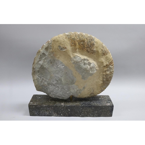 93 - An imposing large fossilized Ammonite Jurassic Period, 200 million years old, Origin North West Afri... 