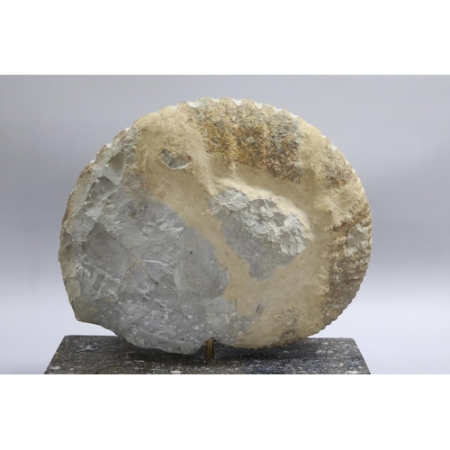 93 - An imposing large fossilized Ammonite Jurassic Period, 200 million years old, Origin North West Afri... 