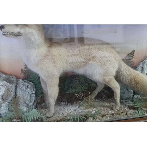 252 - Antique taxidermy glass cased standing fox, on naturalistic ground, cabinet approx 64.5cm H x 108.5c... 