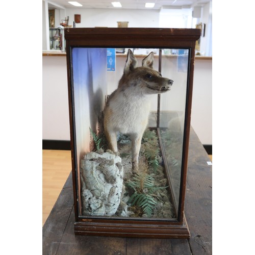 252 - Antique taxidermy glass cased standing fox, on naturalistic ground, cabinet approx 64.5cm H x 108.5c... 