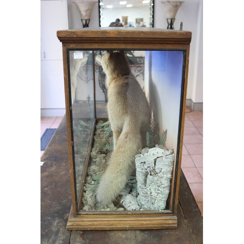 252 - Antique taxidermy glass cased standing fox, on naturalistic ground, cabinet approx 64.5cm H x 108.5c... 