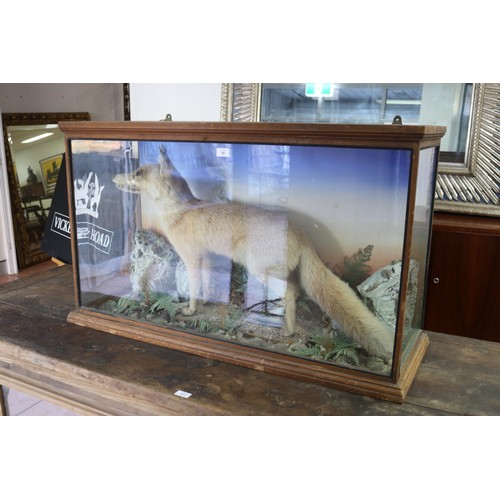 252 - Antique taxidermy glass cased standing fox, on naturalistic ground, cabinet approx 64.5cm H x 108.5c... 