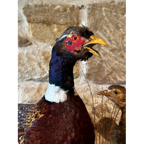 1015 - Taxidermy male and female pheasants on naturalistic log base, ex Braesyde Bowral, approx 57cm H x 11... 