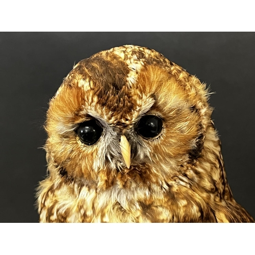 1307 - Taxidermy owl, mounted on an oak base with naturalistic ground. Modelled by Partridge Taxidermy of W... 