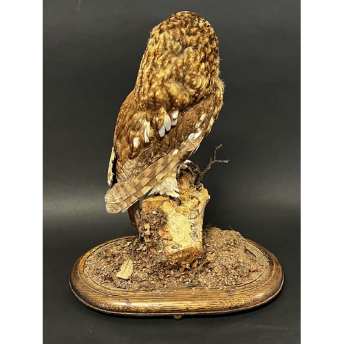1307 - Taxidermy owl, mounted on an oak base with naturalistic ground. Modelled by Partridge Taxidermy of W... 