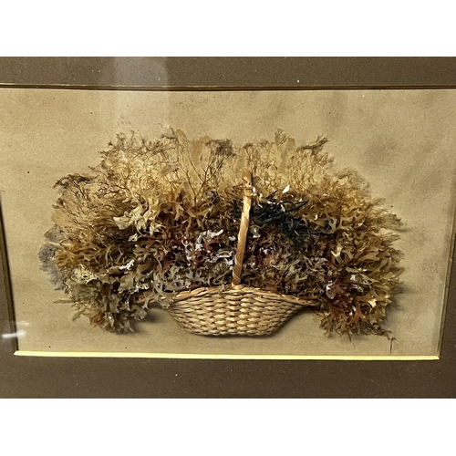 1309 - Antique Victorian shadow framed basket of sea weeds, approx 28cm H x 34cm W