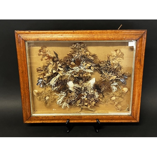1310 - Antique early Victorian birds eye maple shadow framed, array of sea weed and shells, approx 39cm H x... 