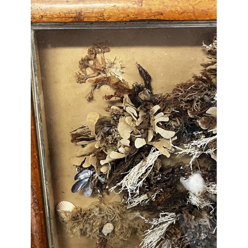 1310 - Antique early Victorian birds eye maple shadow framed, array of sea weed and shells, approx 39cm H x... 