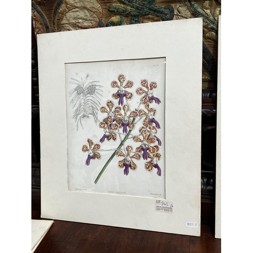 1325 - Six 19th Century hand coloured lithographs of orchids, published by B S Williams, ex Tim Goodman's D... 