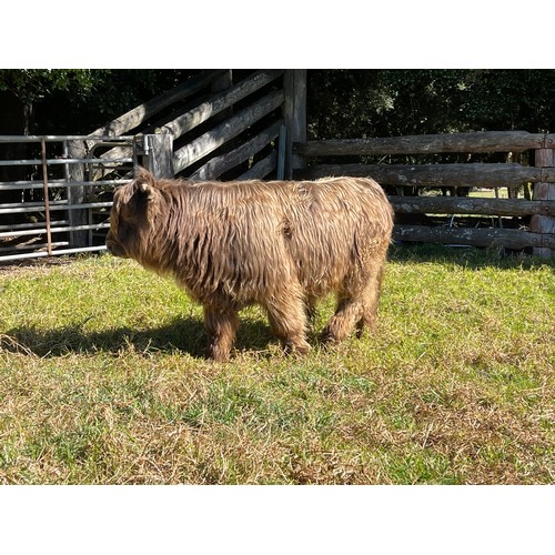 11 - Highland Bull calf-  Odo Donn 1st Of Greenwoods reg 9737 - 15th Sept 2021 Dam-Christian of Mcvitty G... 