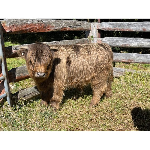 11 - Highland Bull calf-  Odo Donn 1st Of Greenwoods reg 9737 - 15th Sept 2021 Dam-Christian of Mcvitty G... 