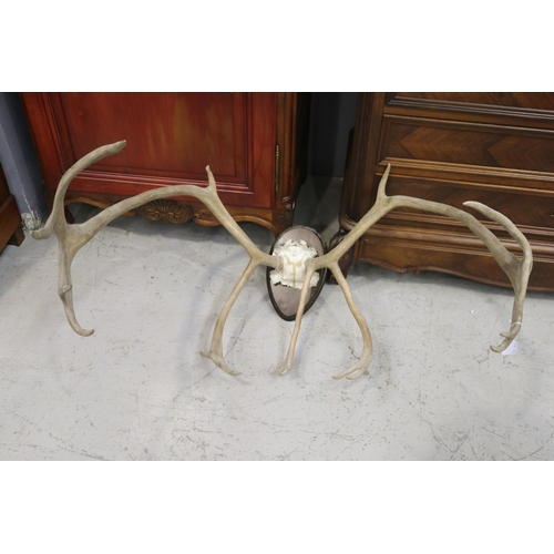 136 - Set of impressive antlers, approx 90cm H x 92cm W