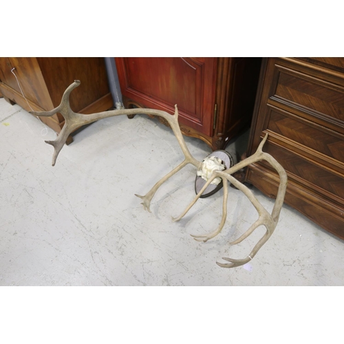 136 - Set of impressive antlers, approx 90cm H x 92cm W