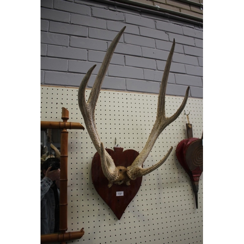 375 - Old French antlers mounted on shield back board, antlers approx 70cm H x 50cm W