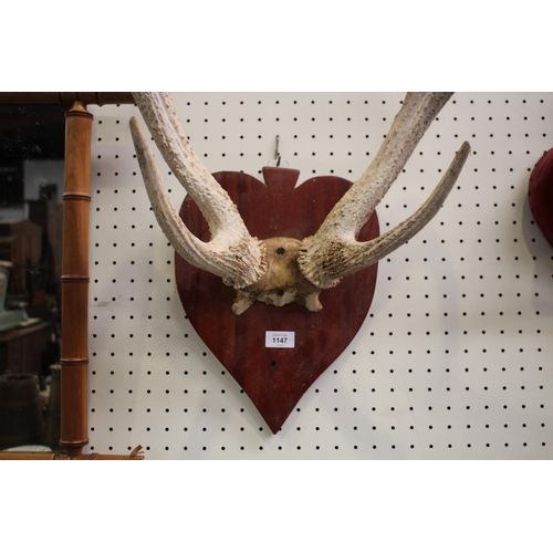 375 - Old French antlers mounted on shield back board, antlers approx 70cm H x 50cm W