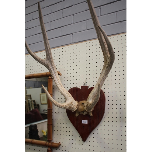 375 - Old French antlers mounted on shield back board, antlers approx 70cm H x 50cm W