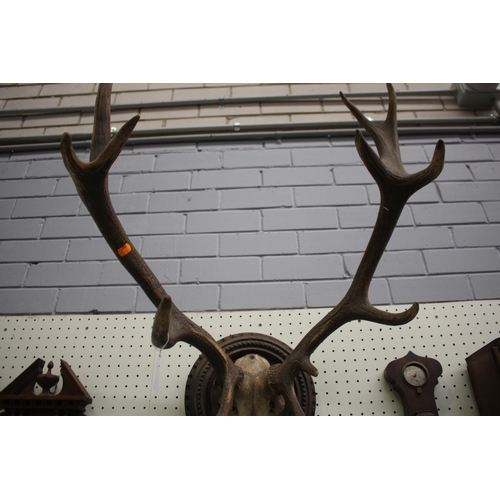 380 - Antique French antlers on well carved backboard mount, antlers approx 70cm H x 60cm W