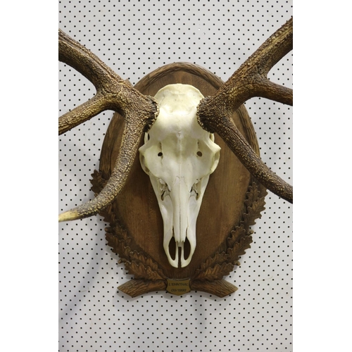 240 - Large set of antlers on wooden backboard, L'Ehnthal 09/1998 plaque, approx 82cm H x 94cm W