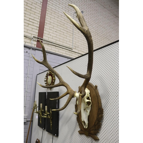 240 - Large set of antlers on wooden backboard, L'Ehnthal 09/1998 plaque, approx 82cm H x 94cm W