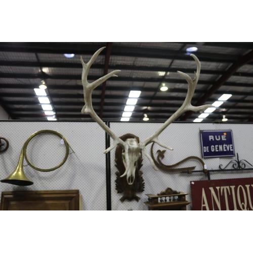 312 - Large set of antlers on carved wood backboard, approx 92cm H x 92cm W