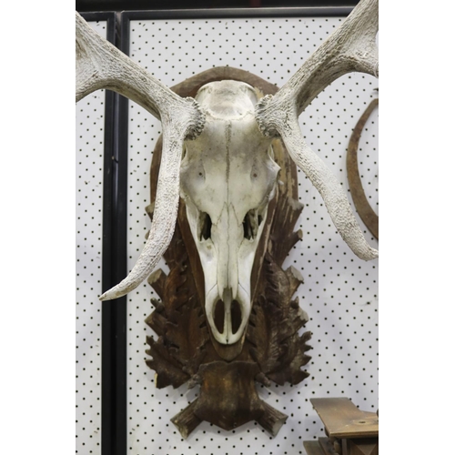 312 - Large set of antlers on carved wood backboard, approx 92cm H x 92cm W