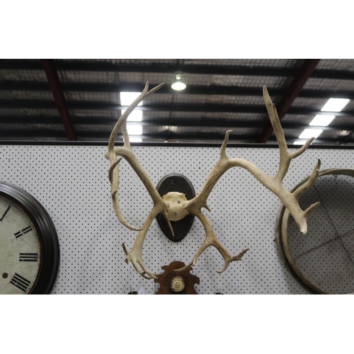336 - Set of antlers on wooden backboard, approx 70cm H x 62cm W